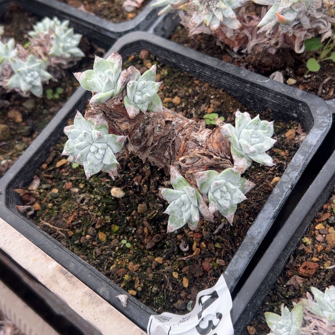 瑞吉娜～一物一拍691