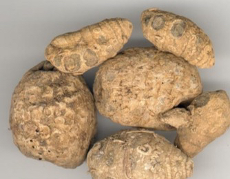 云南野生独头三七