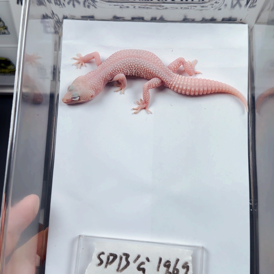 豹纹守宫SDB公19.6g