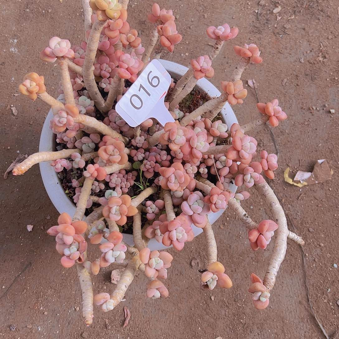 金****）016洛神20不售后