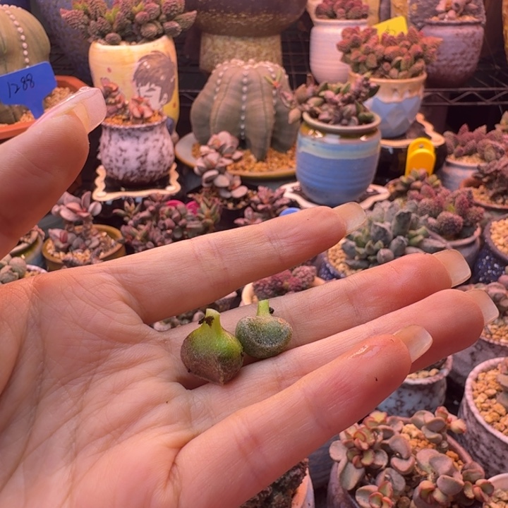 忕***佪                   一物一拍。  