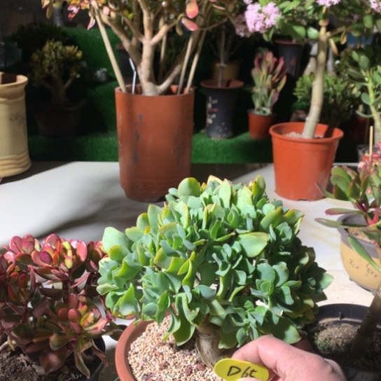 吉**作D65海带盆景脱土