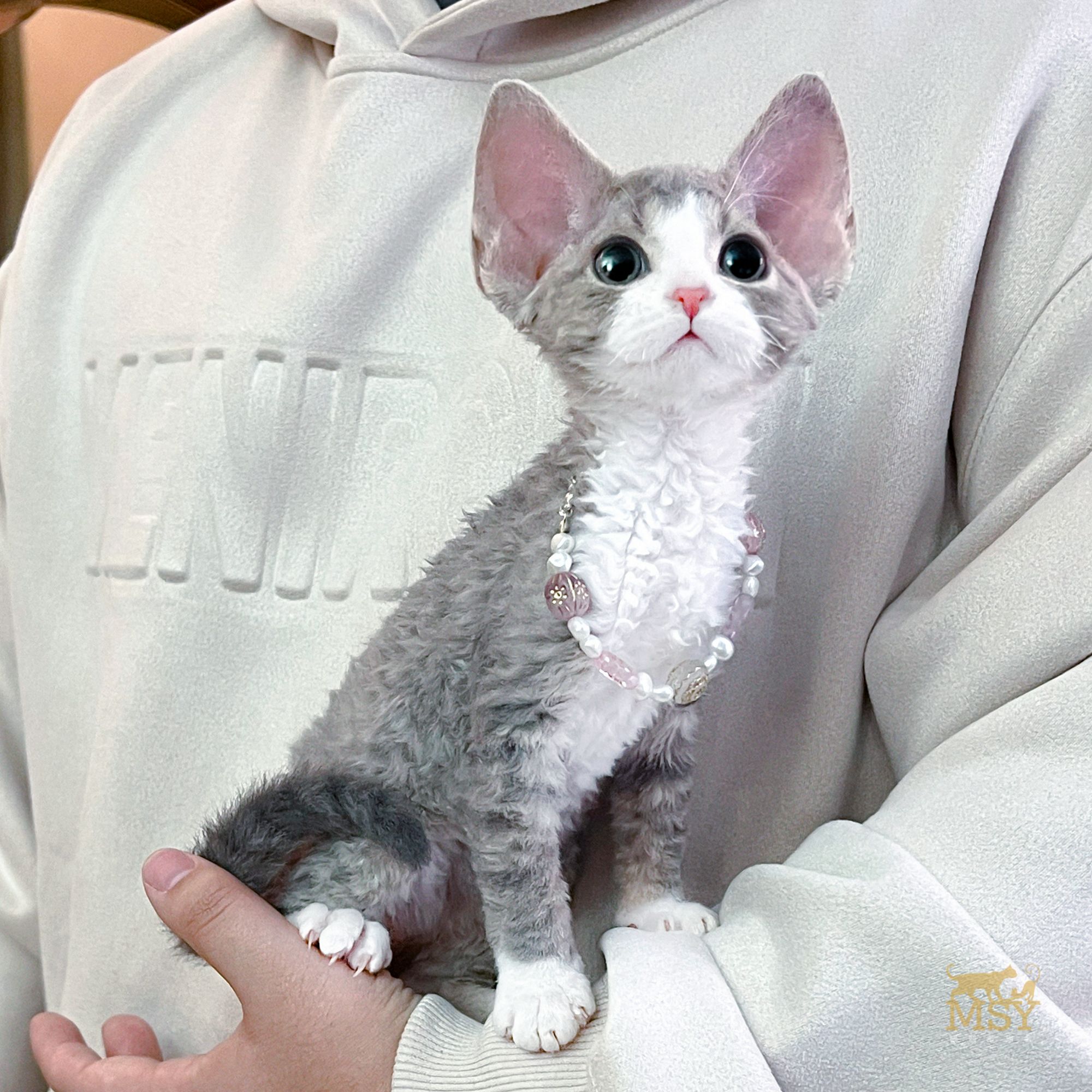 蓝白开脸德文卷毛猫猫咪活体MSY喵四爷猫舍