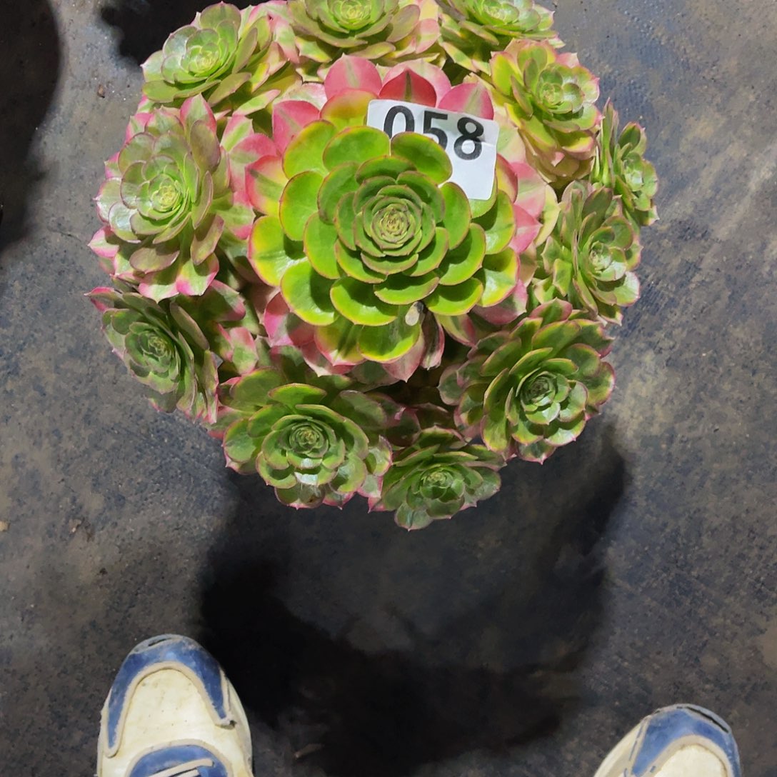 半**过多肉雨荷脱土发货058