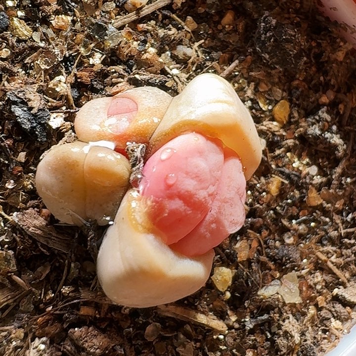 生石花223:：：。  16