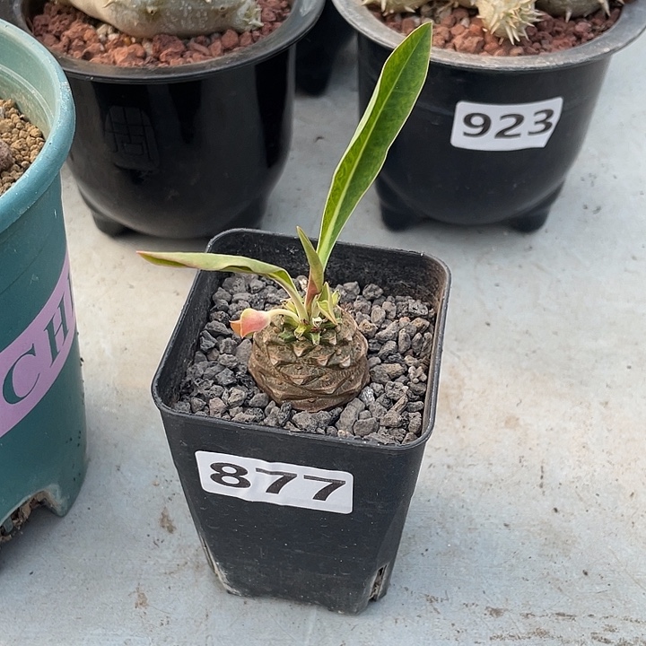 M***阎877大铁甲丸菠萝球