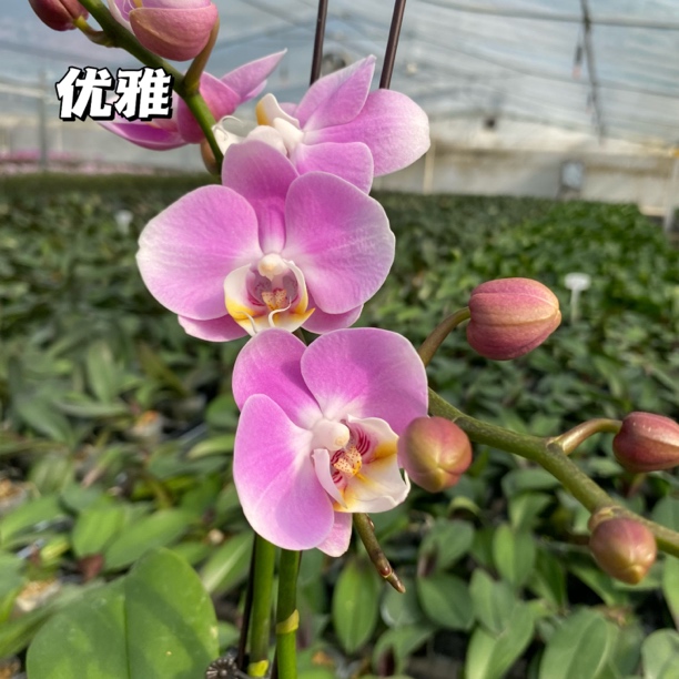 【优雅】室内好养花卉 北京基地直发