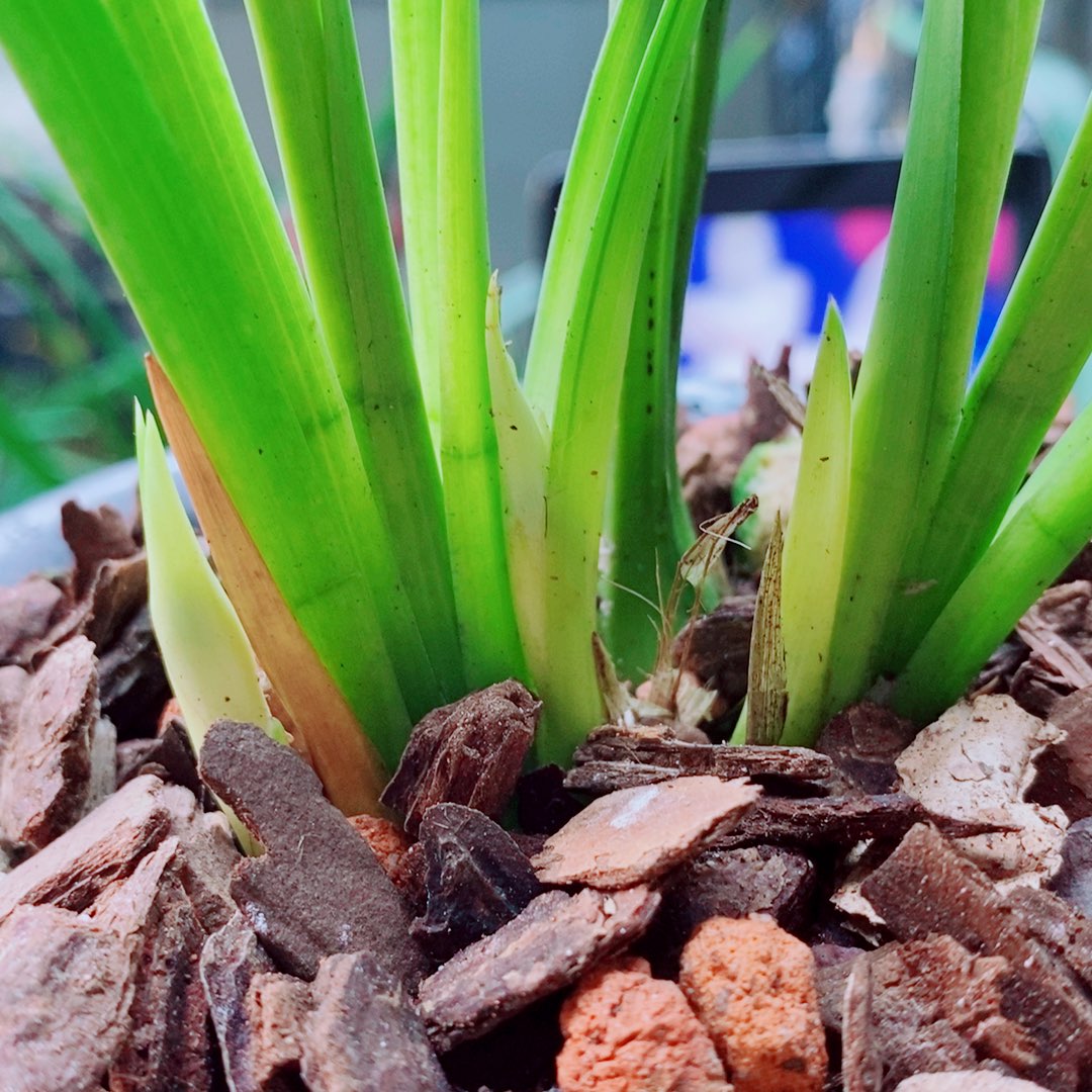 当前无花栽培后可以开花