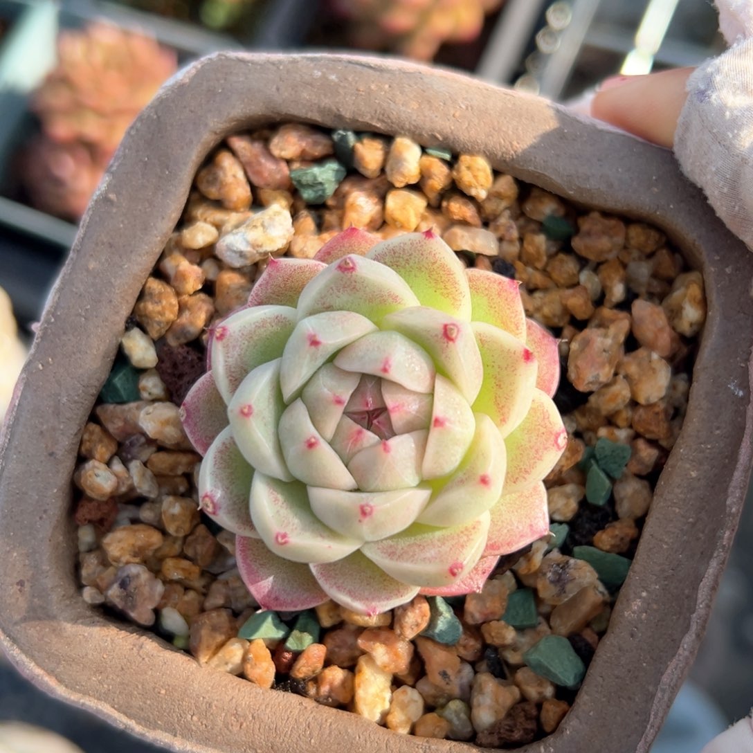 麦秆（满38包邮）多肉