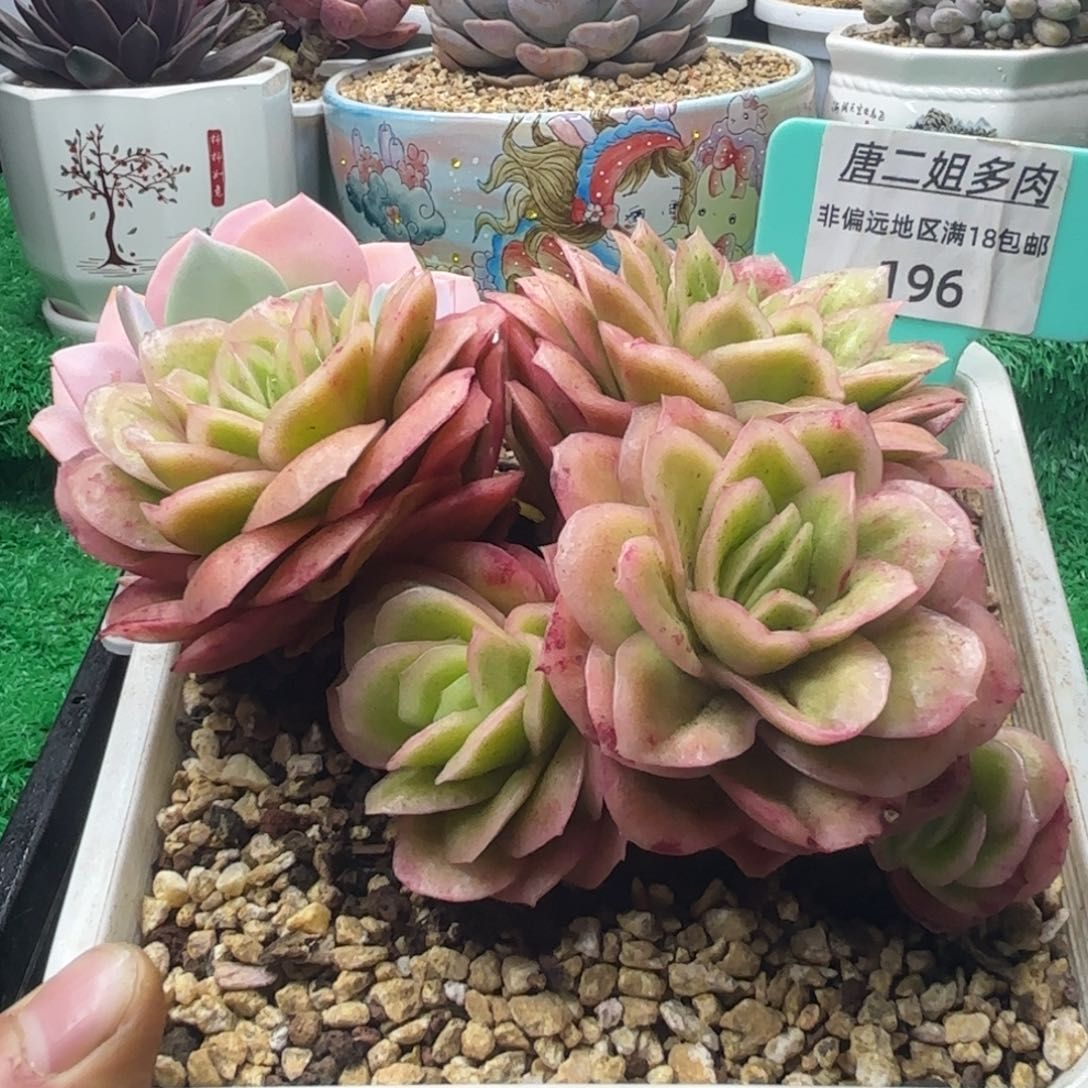 唐二姐多肉编号196