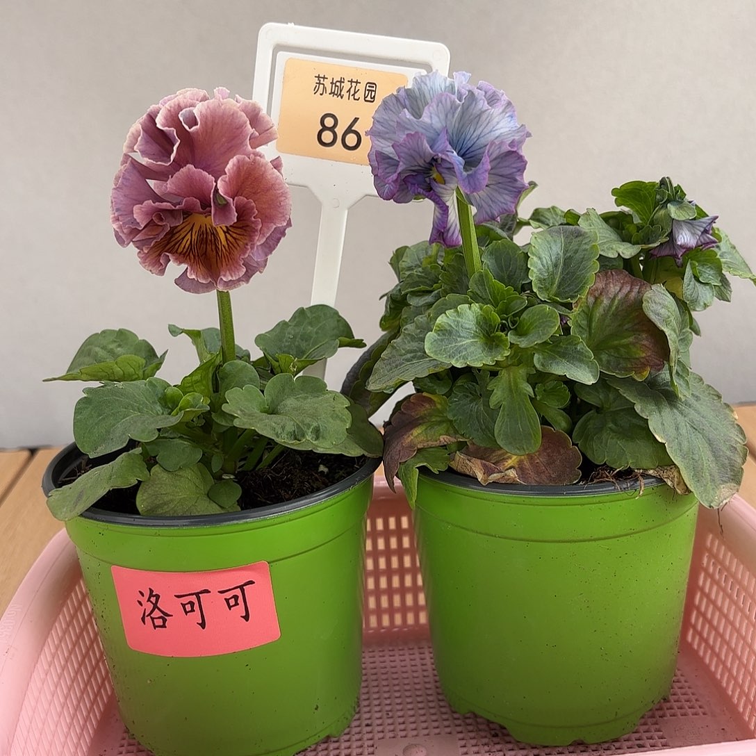 大部分开放少量花苞86