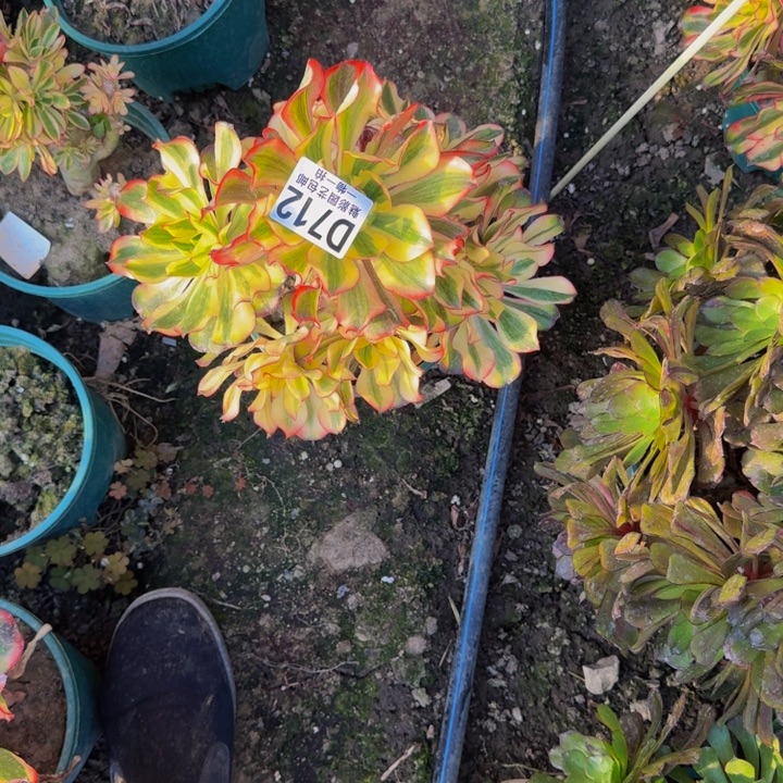 魅影花25-48包邮花花