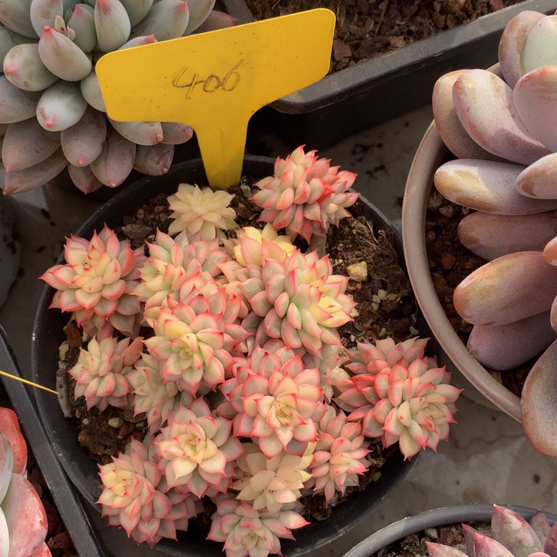 女雏锦6262626626262