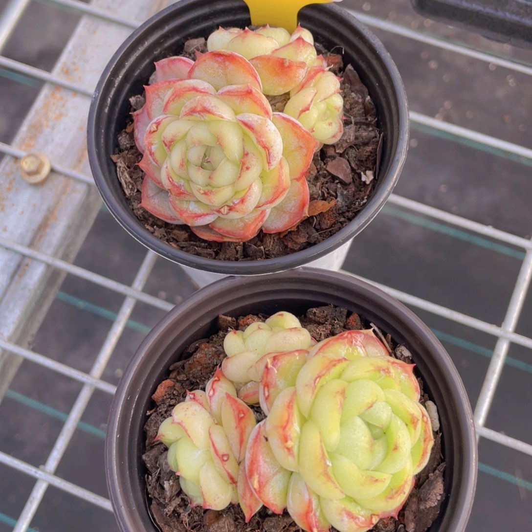 438号 全状态胖虎多头群一个