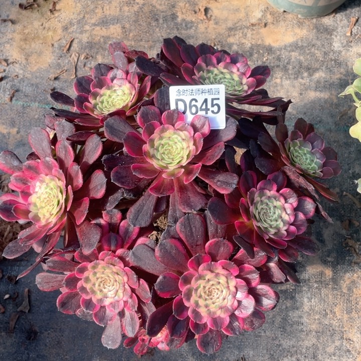 冬****的黑金刚645多肉111111