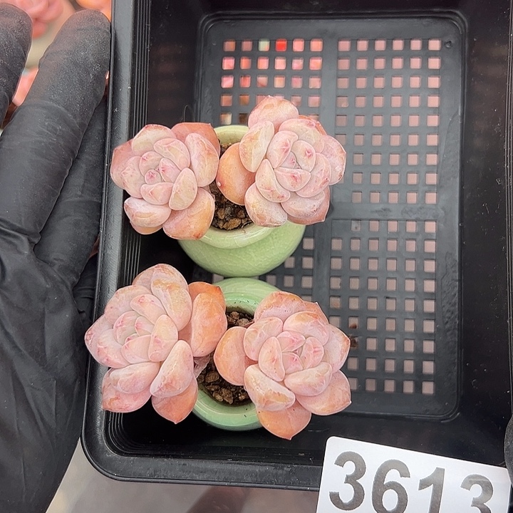 3613，俩个双头紫梦露带盆发