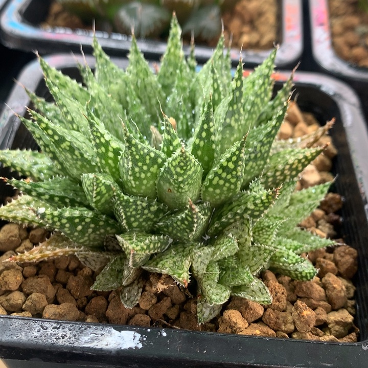 实生莫瑞莎一物一拍