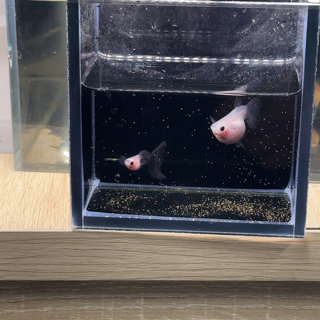 孔雀鱼超透玻璃猫种鱼带胎母