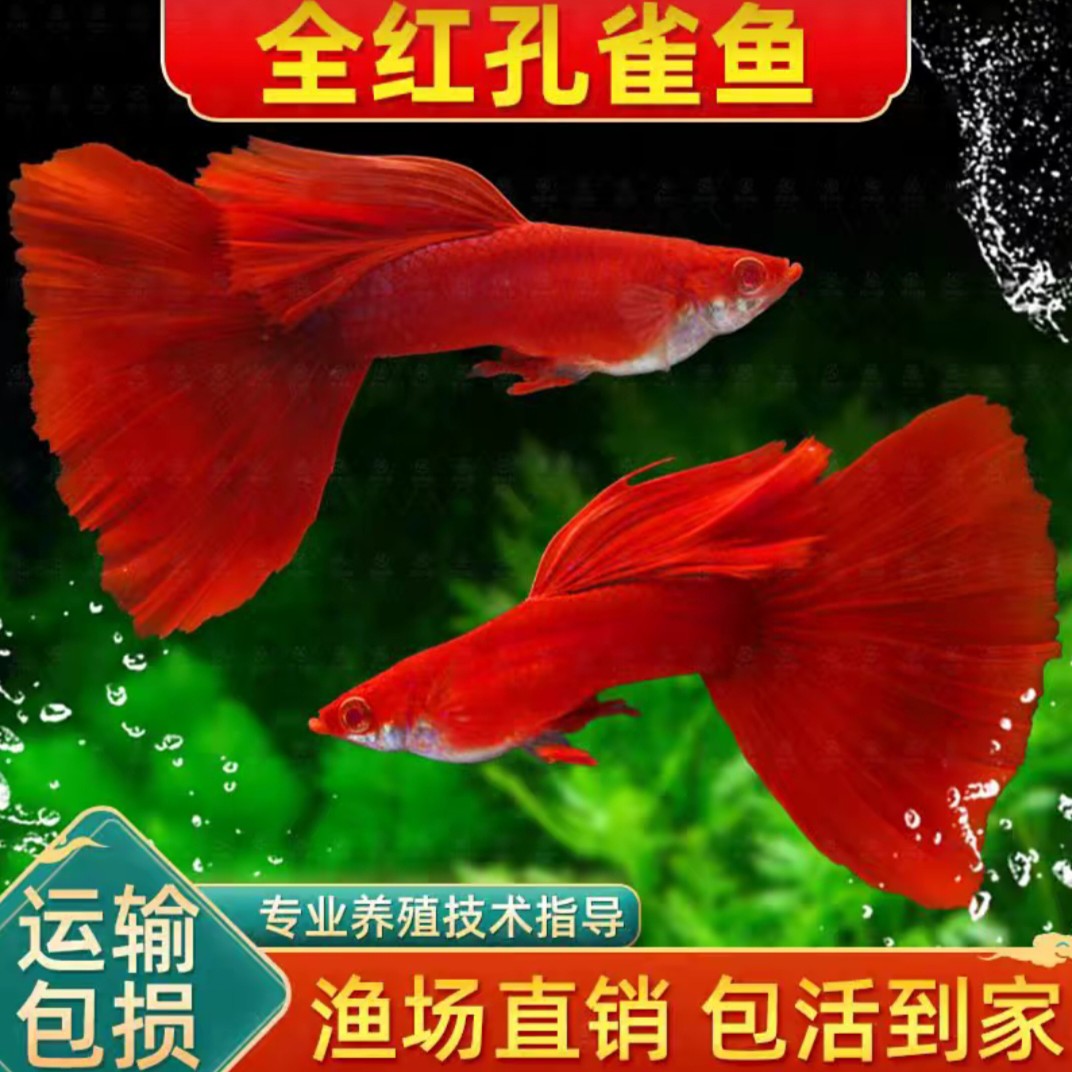 美国全红孔雀鱼 热带小型观赏鱼好养耐活新手推荐好入手 3cm左右