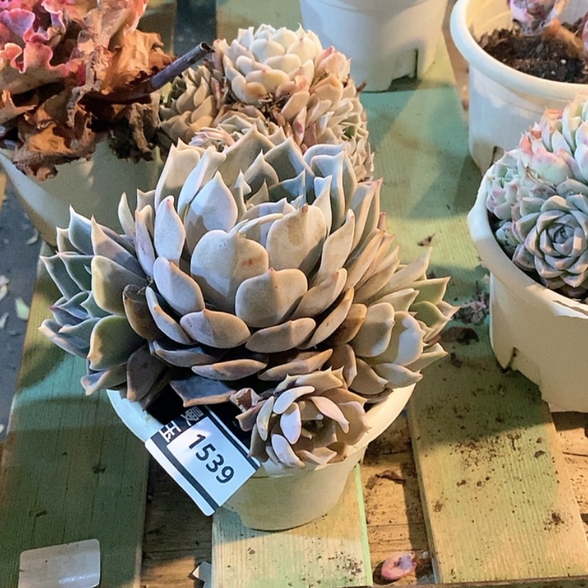 【闪购商品】多肉露西娜1539