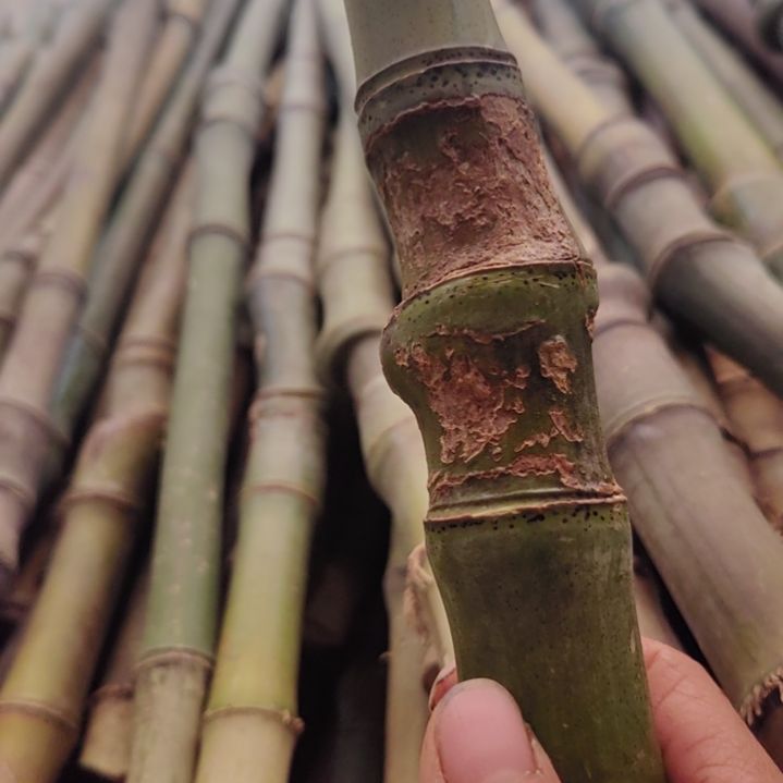 猴***ꪝ烦烦烦烦烦烦烦烦烦烦