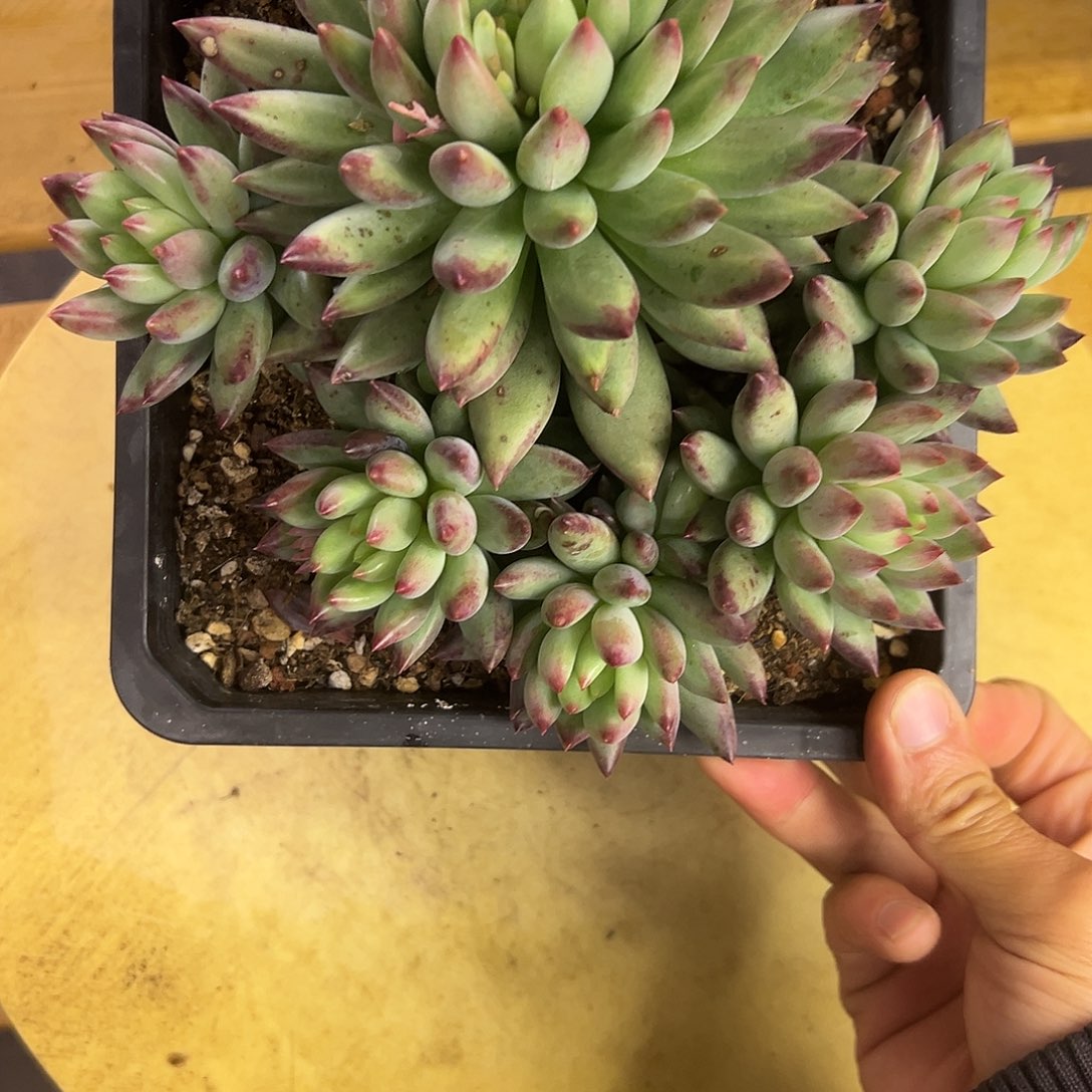 606二代虞美人。多肉。