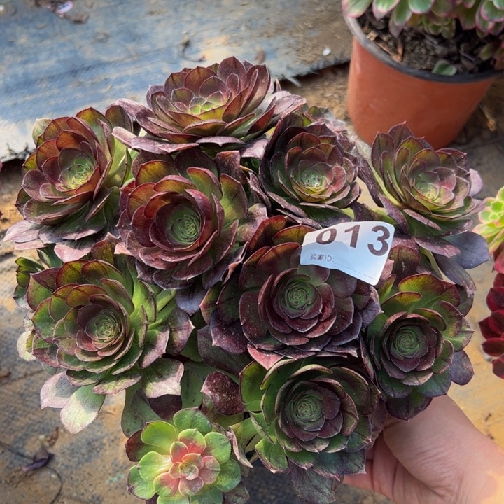 黑魔多肉植物013