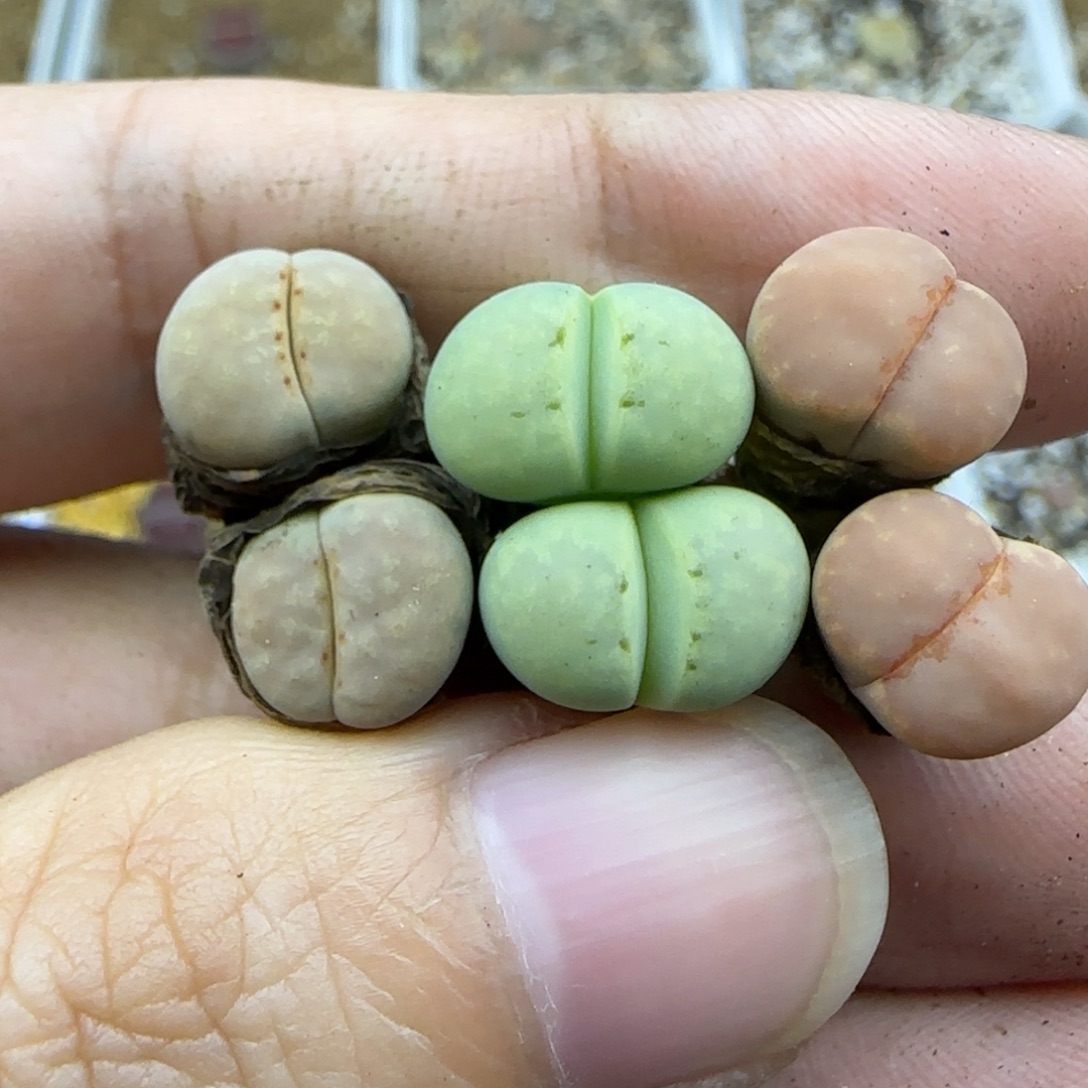 203 彩唇清框福利30包邮