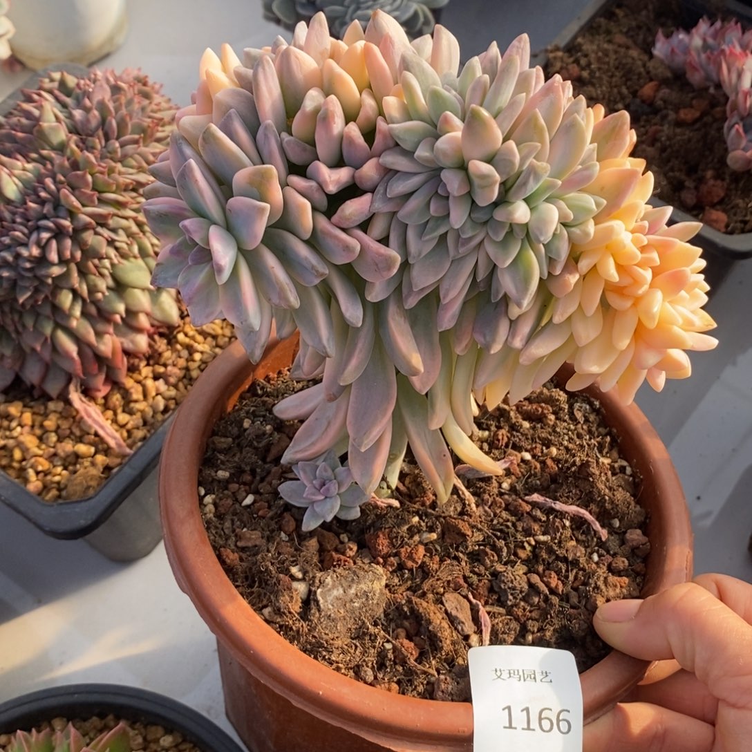 淡雪锦缀化多肉多肉1166