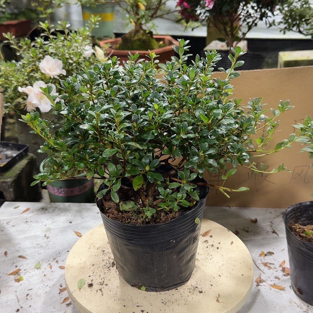 全部花苞娟之舞杜鹃