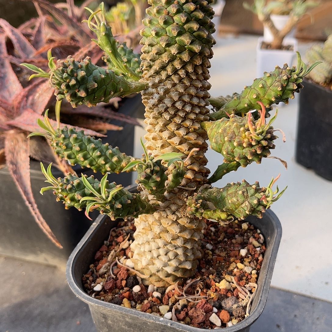 母本级铁甲麒麟一物一拍