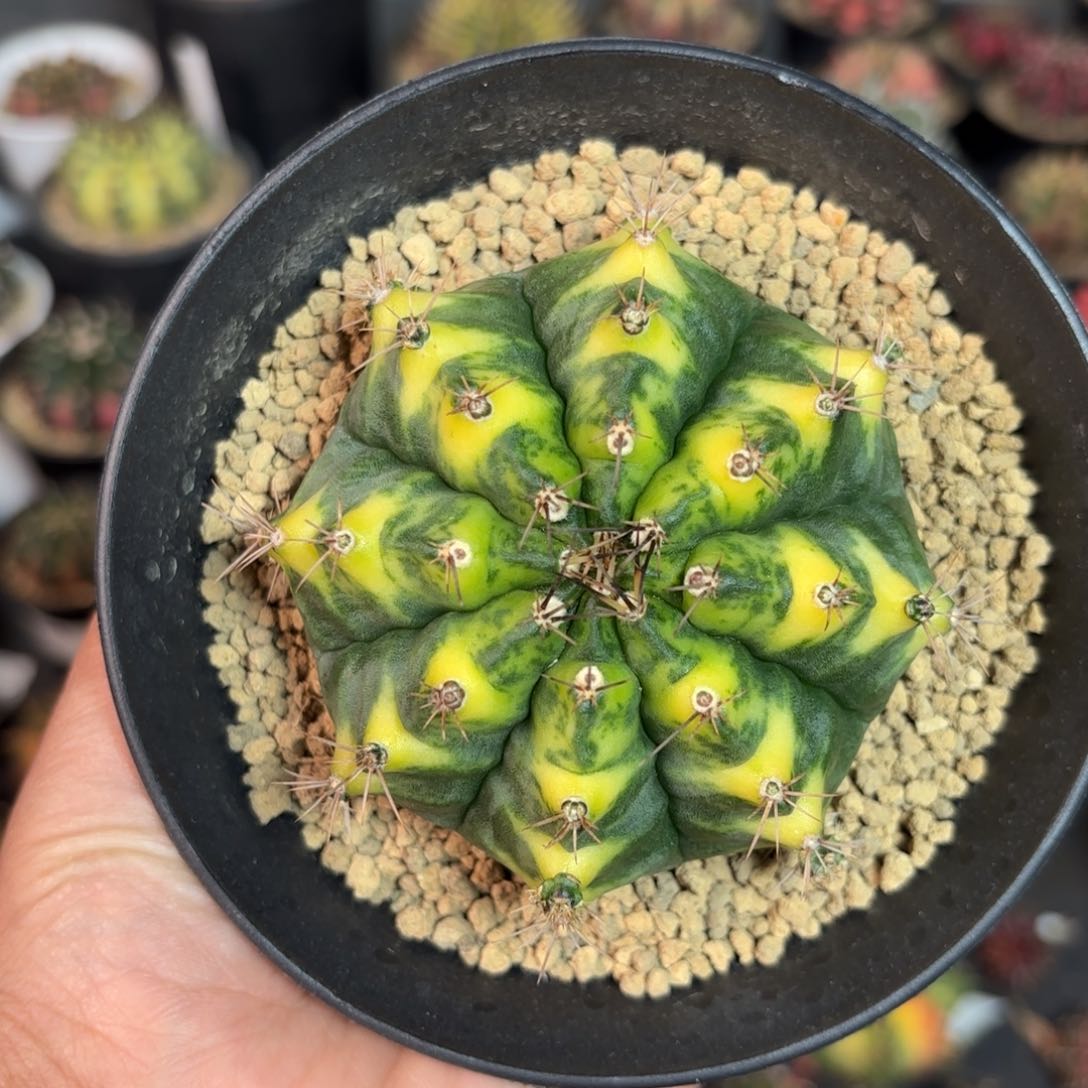 泰系米哈实生仙人球8号