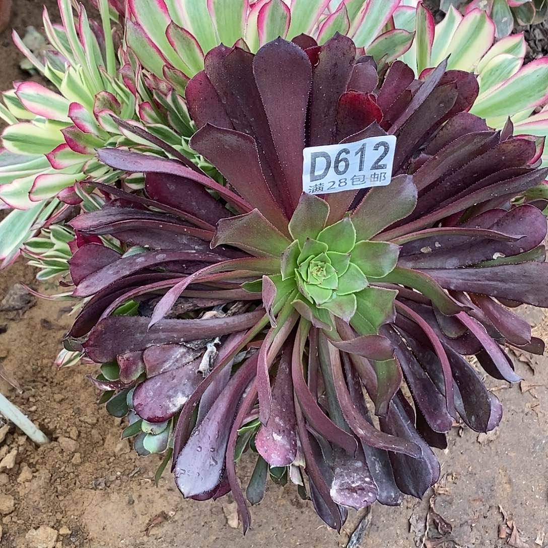 R***姐612 多肉植物不包断枝