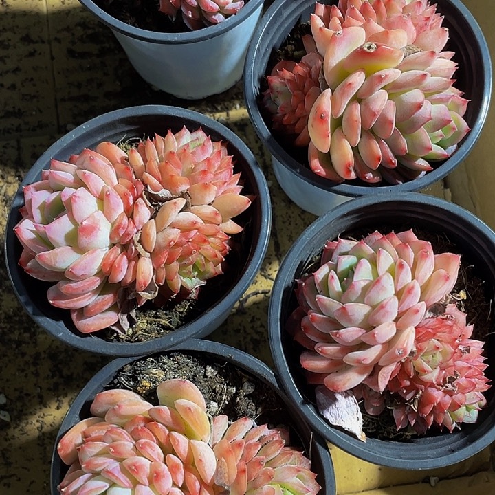 沙漠玫瑰群6.8带盆土