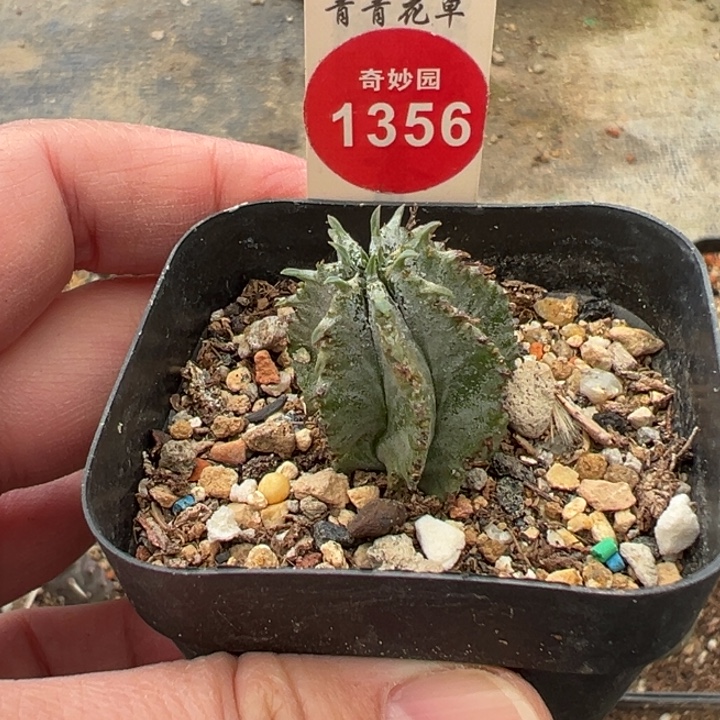 实生白衣魁伟玉一棵