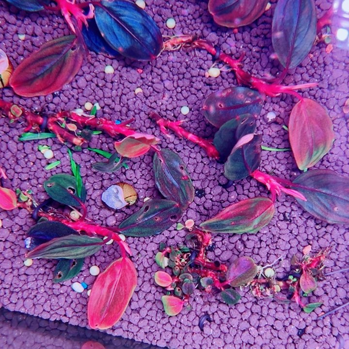 辣椒榕圆卖花福利来了