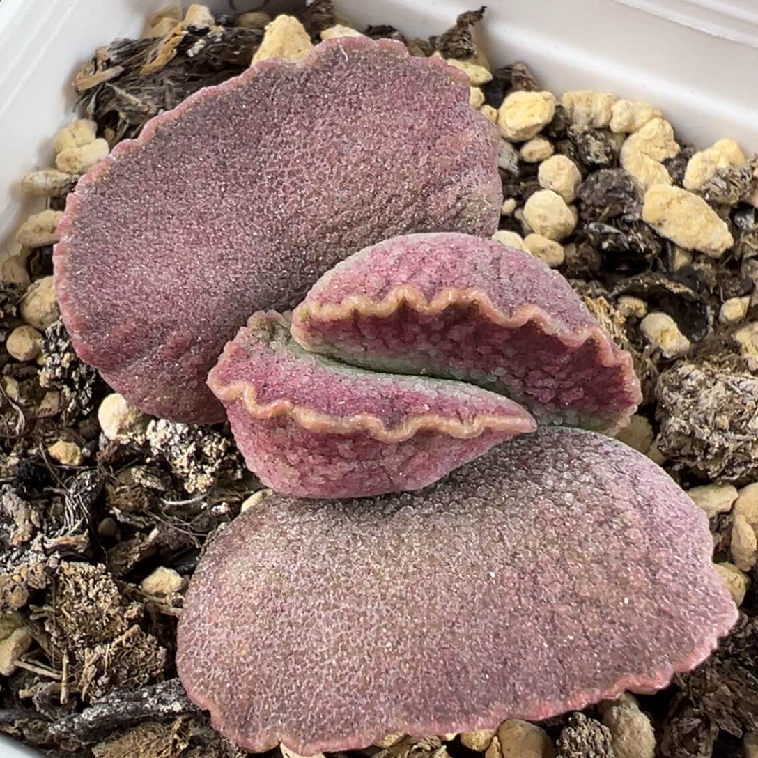 实生新品多肉植物水泡