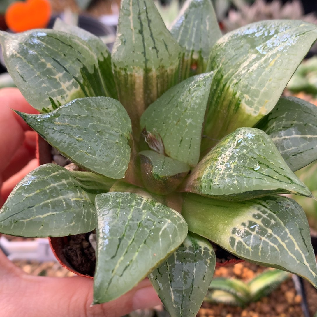 啊寒湖寿锦，带盆一起