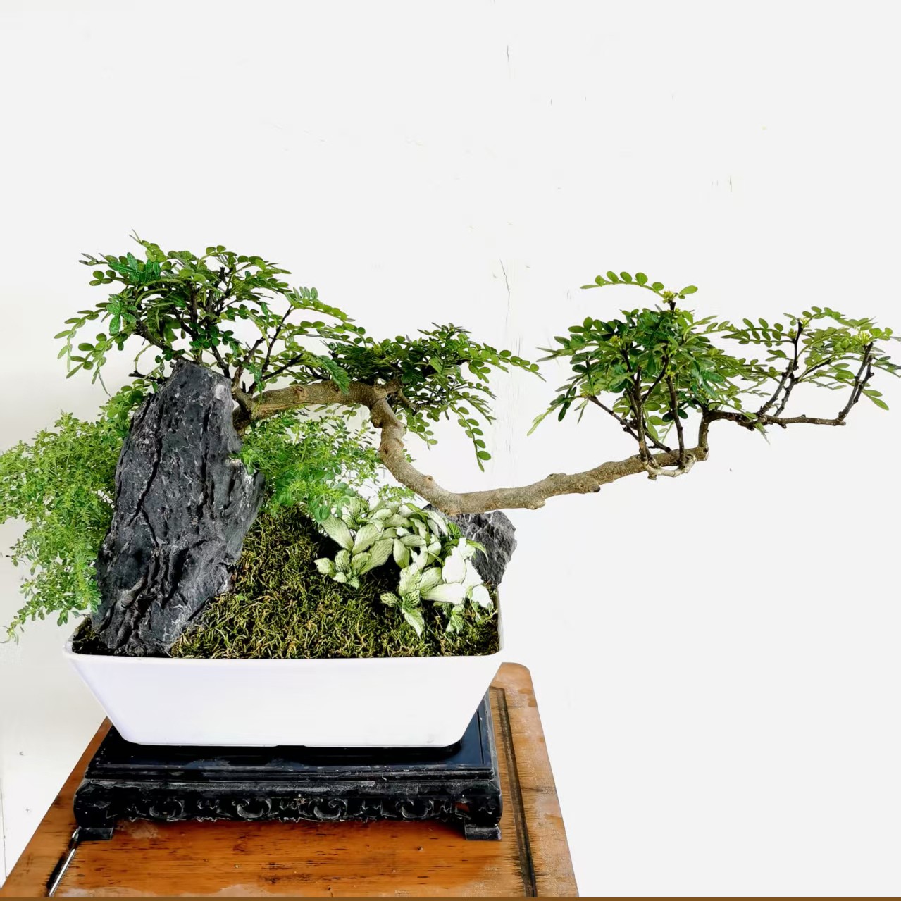 精品老桩一物一拍盆景树桩   先扣数字主播喊到名字再付款盆景