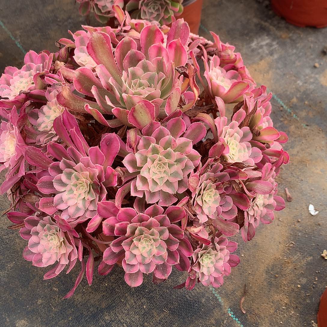 完全开放红铜白法师图片多肉植物