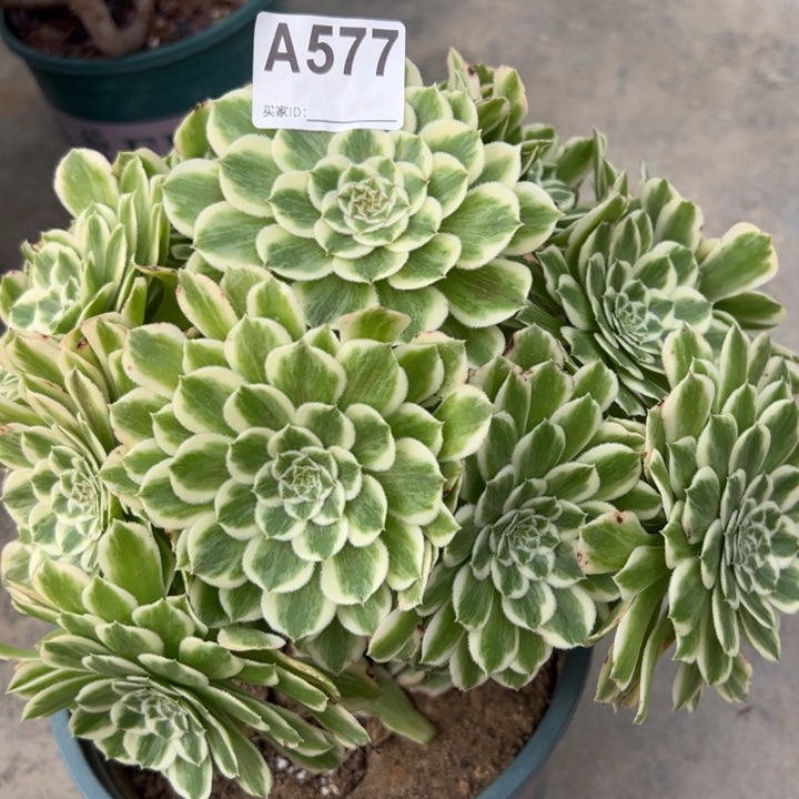 577碧浪25厘米左右