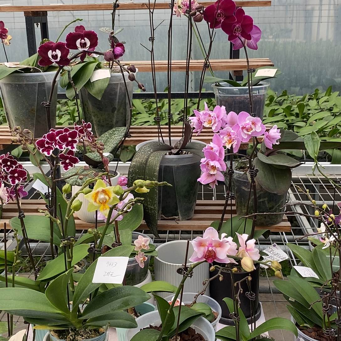 9433两颗花蝴蝶蓝