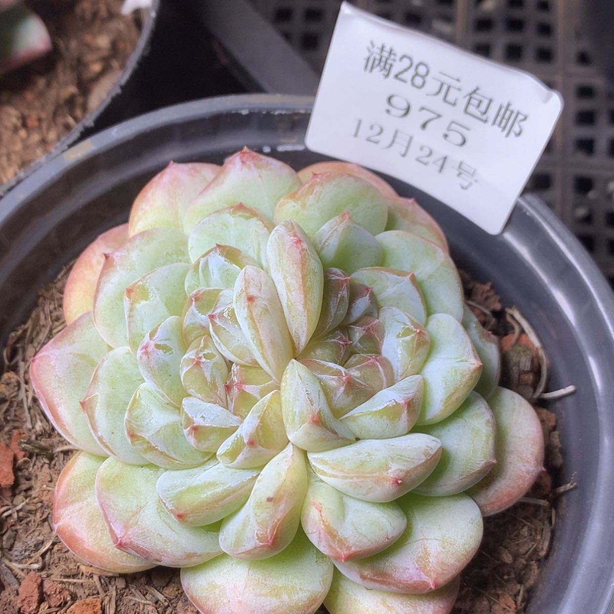 【闪购商品】云975冰魄8厘米