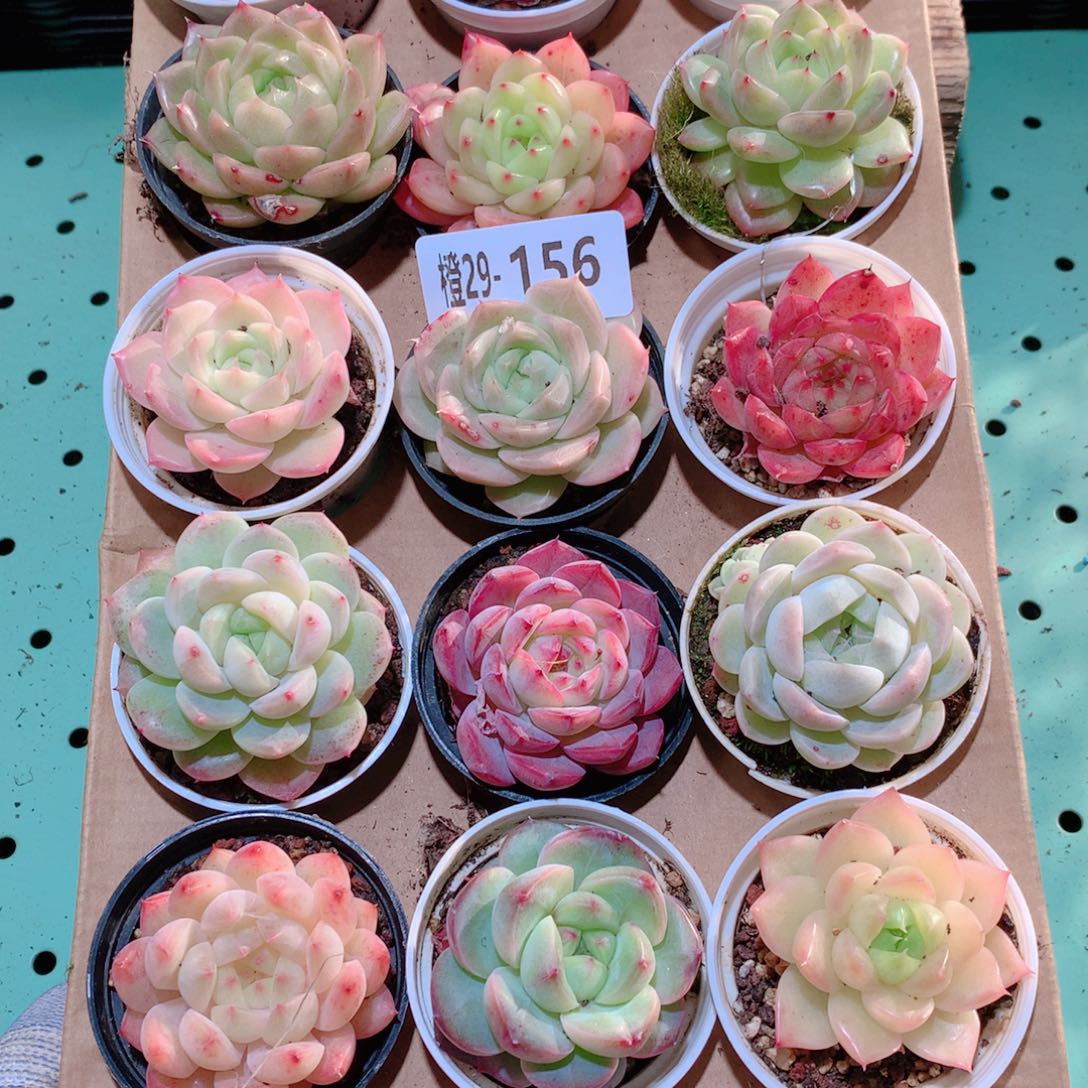 29-156一物一拍多肉带盆18颗