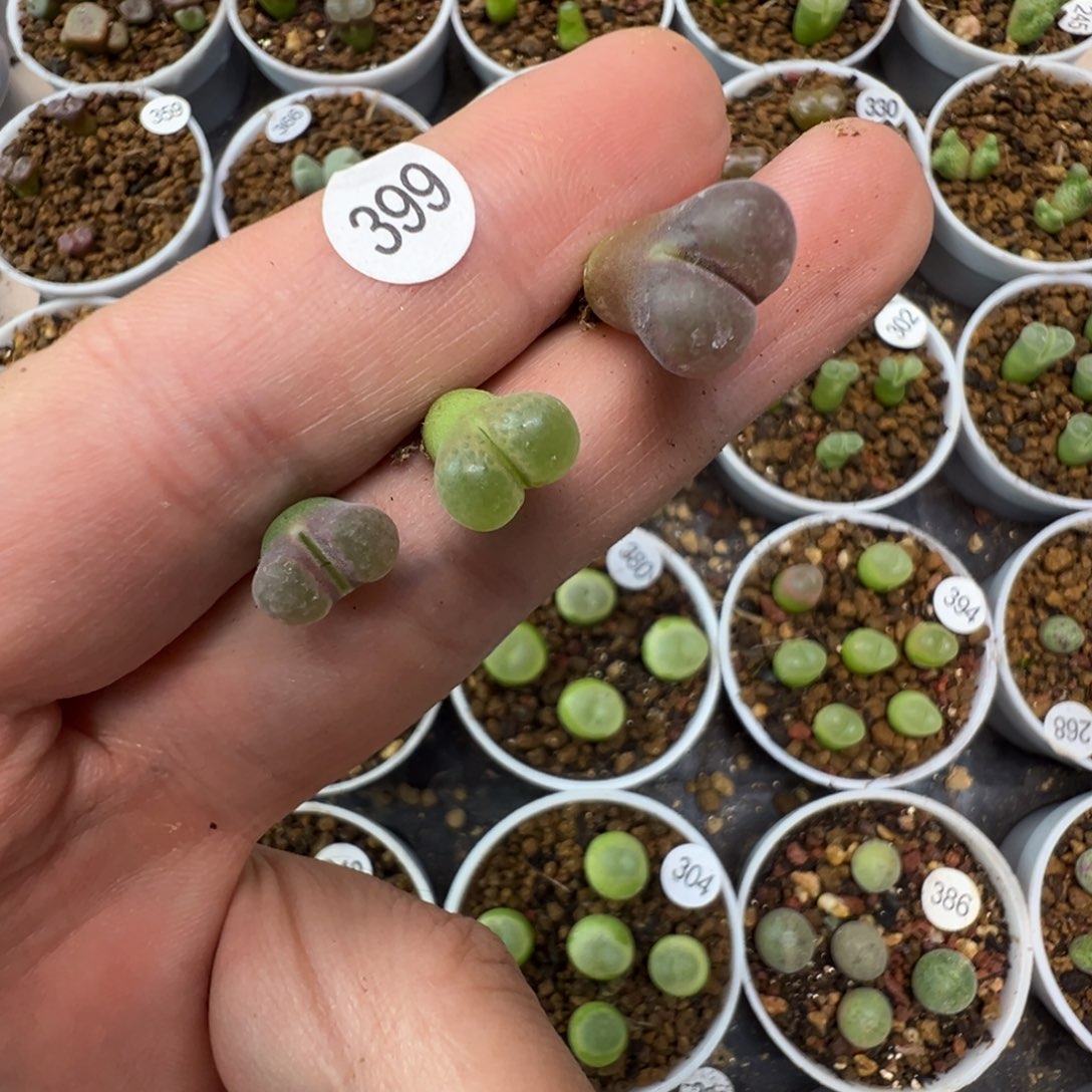 胖****风铃3颗脱土3990000