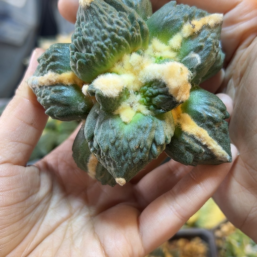 晚9号苗接蛋怒带叉9公分无根