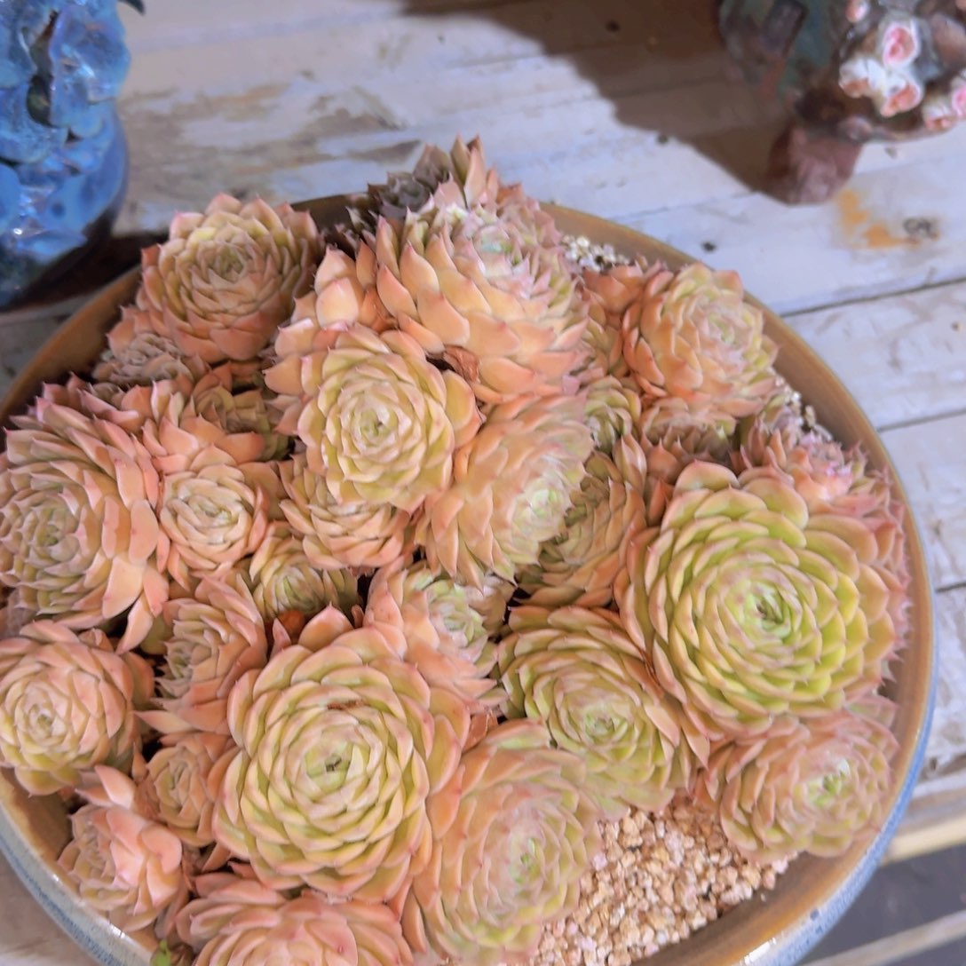 用***5多肉植物的生长发育和