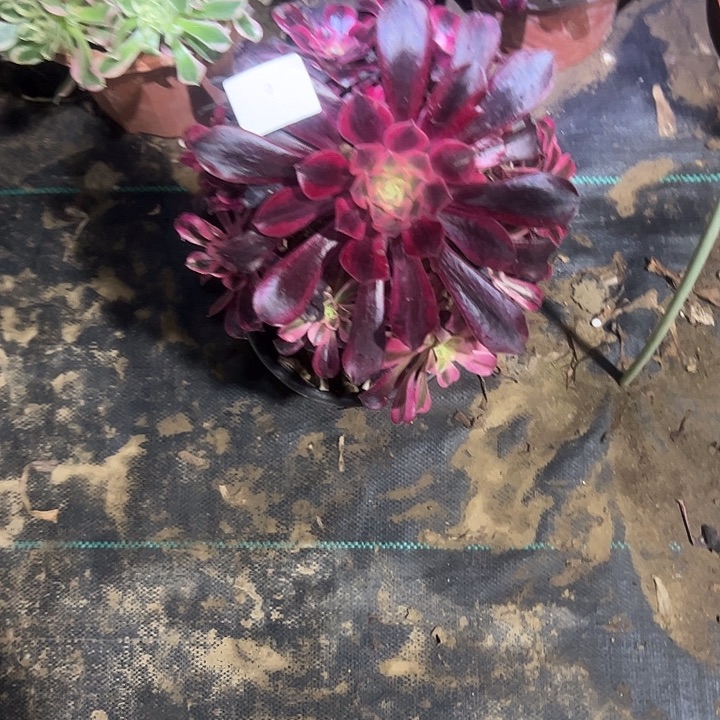 雨****多肉法师植物链接9