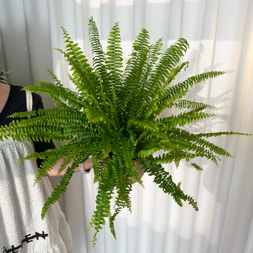 波士顿蕨室内耐阴好养的蕨类盆栽四季常青观叶植物