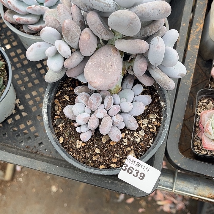 阿雅园艺。        3639奶酪